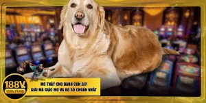 Mơ Thấy Chó Đánh Con Gì? Giải Mã Giấc Mơ Và Bộ Số Chuẩn Nhất